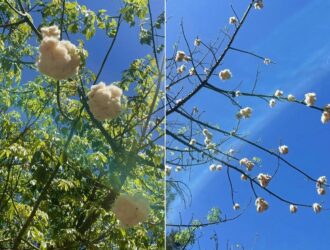 El tesoro oculto de la Alameda: el enigmático árbol de algodón de San Luis Potosí
